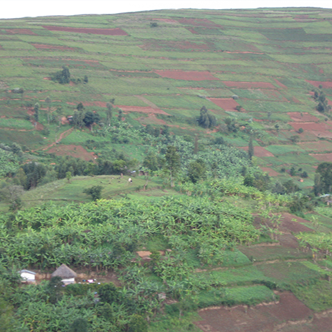 Grüne, hügelige Landschaft mit landwirtschaftlichen Feldern und Bäumen in der Umgebung der St. Konrad Schule in Uganda, ein typisches Bild der ländlichen Umgebung.